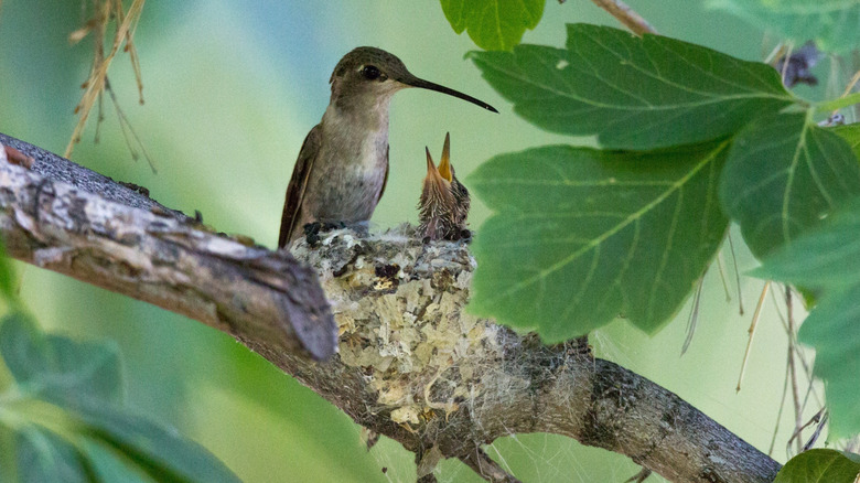 An adult hummingbird and baby hummingbird sit in a nest on a tree branch.
