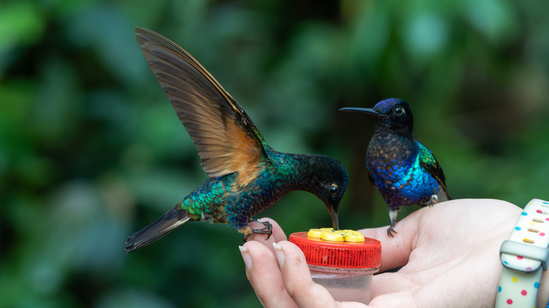 Two vibrant blue hummingbirds eat out of a person's hand.