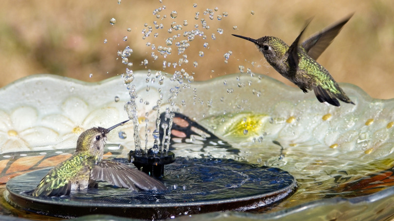 Two green hummingbirds fly around a water fountain.