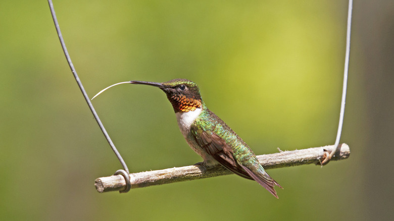 A hummingbird with an orange throat perches on a branch.