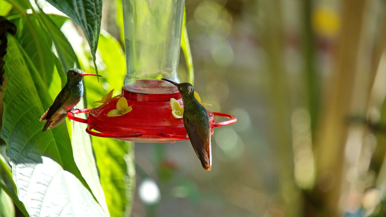 Two hummingbirds perch on the bottom of a red feeder.