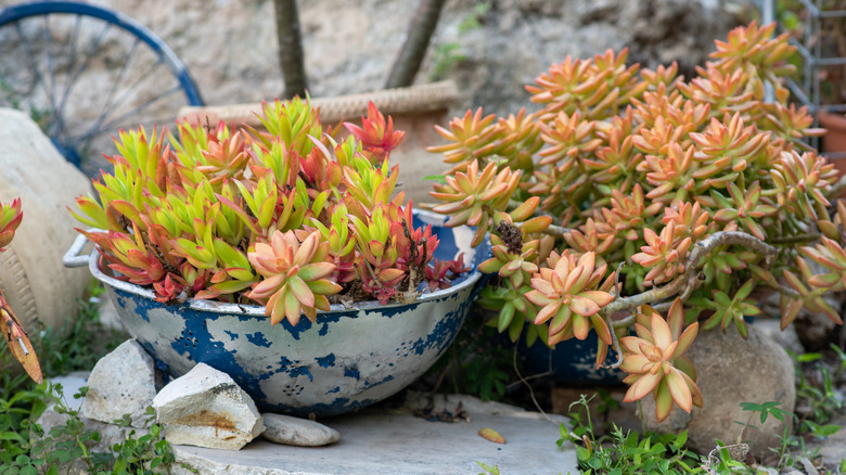Succulents planted in colanders