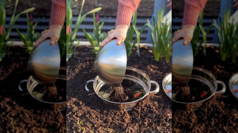 person adding compost to a buried colander
