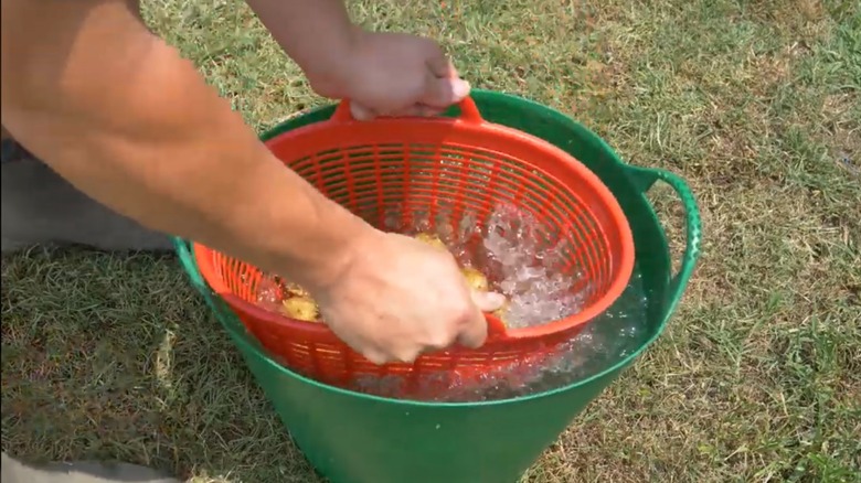 A person using plastic colander and tub to rinse potatoes