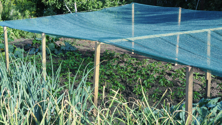 A vegetable garden covered in green plastic netting or shade cloth.