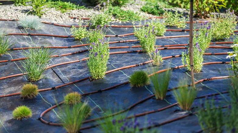 Plants arranged in lines grow through holes cut into black landscape fabric.