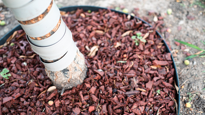 Red recycled tire mulch laid around the base of a tree trunk wrapped in protective tape.