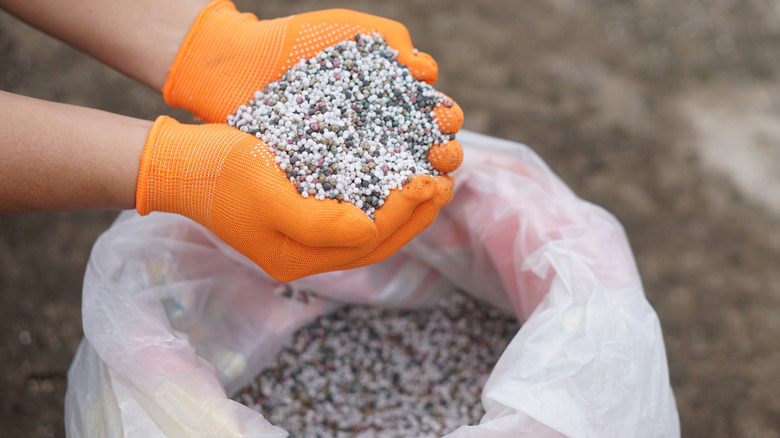 Cupped hands wearing orange gardening gloves hold some chemical fertilizer pellets.