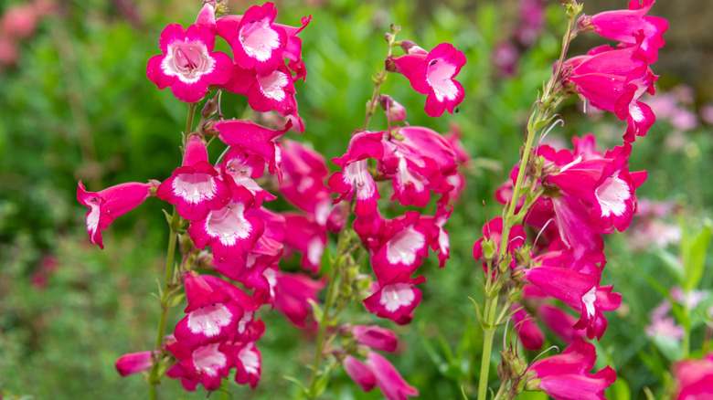 Close up of bright pink penstemon in full bloom