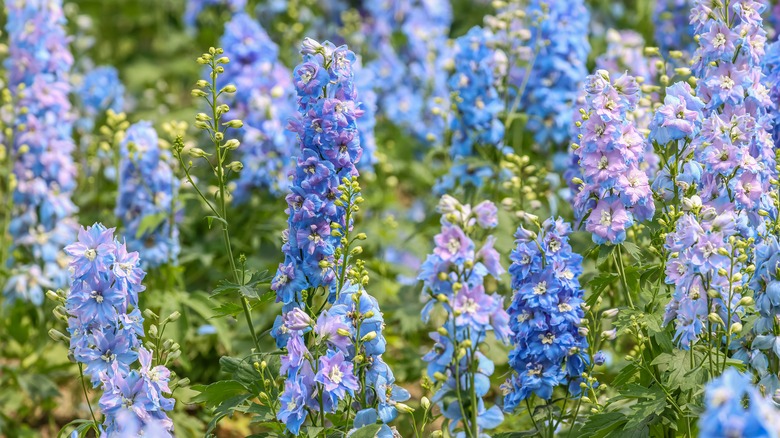 A field of blue delphinium flowers