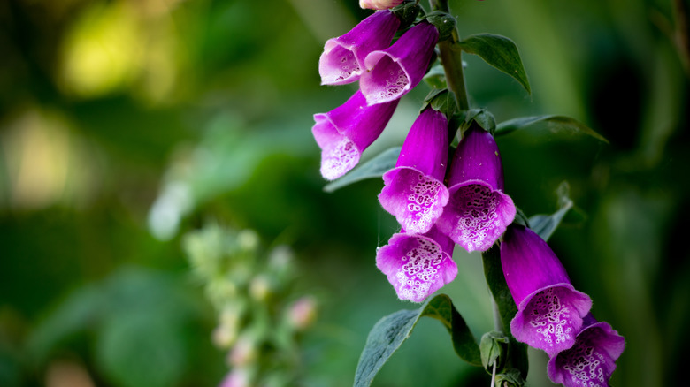 Purple foxglove Digitalis purpurea in bloom