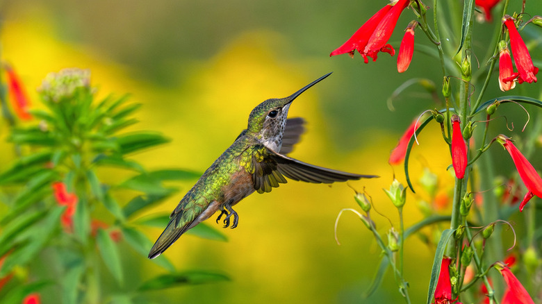 A hummingbird visiting a red flower