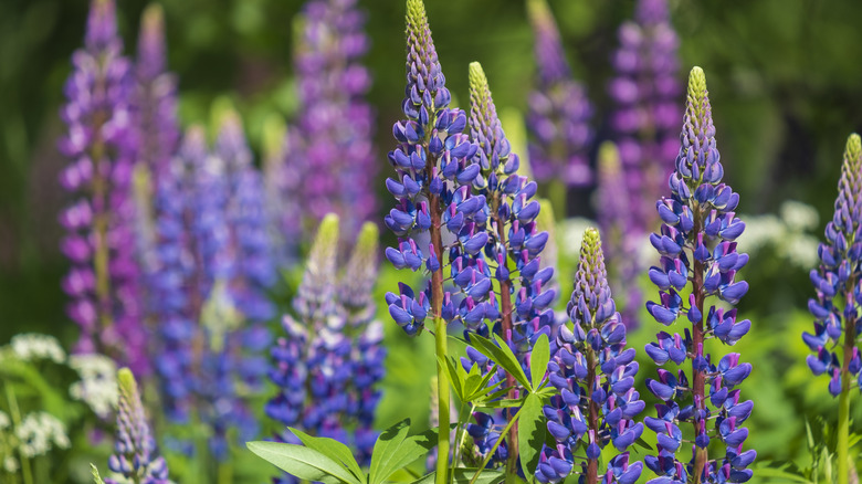 Field of purple and blue lupinus flowers