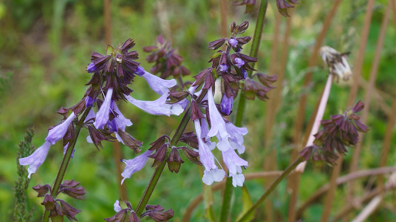 Close up of lyreleaf safe Salvia lyrata with purple flowers