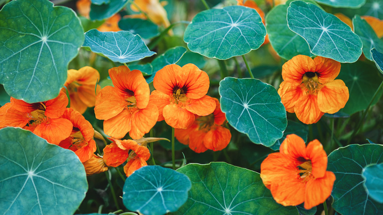 Nasturtium plant with orange flowers