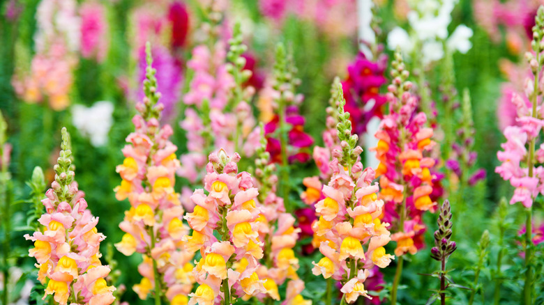 Colorful snapdragons Antirrhinum majus in a garden