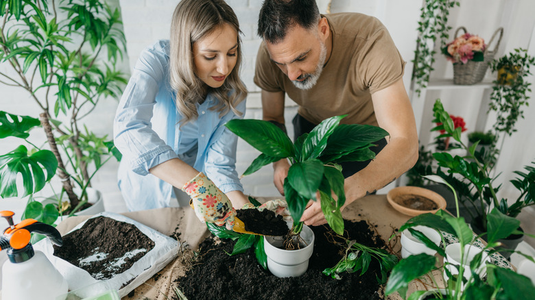 couple repotting houseplant