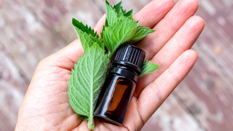 A person holding mint leaves and a bottle of essential oil
