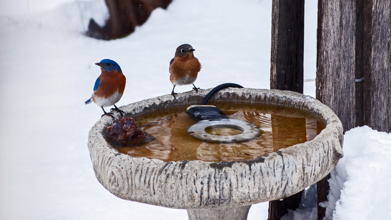 Close up of two birds sitting on bird bath with heated de-icer