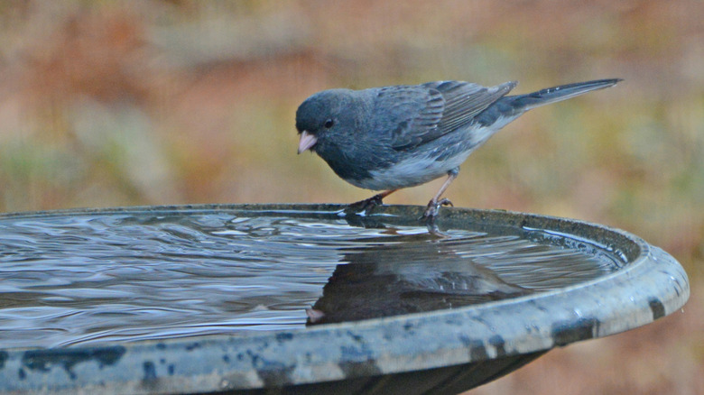 Close up of bird in dark colored bird bath