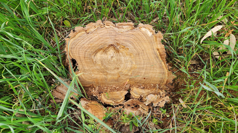 Black locust cut stump