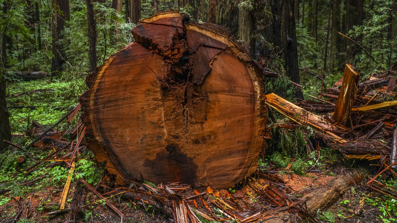 coast redwood cut tree