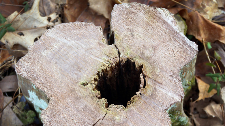 cut eastern red cedar stump