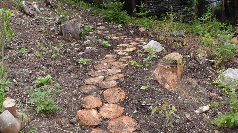 A path made from tree slice stepping stones winds through a freshly landscaped garden slope.