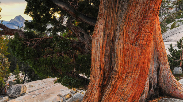 western juniper trunk