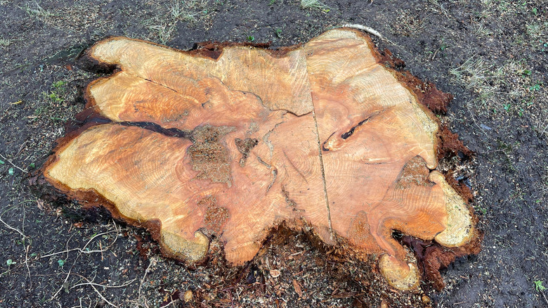 Western red cedar tree stump