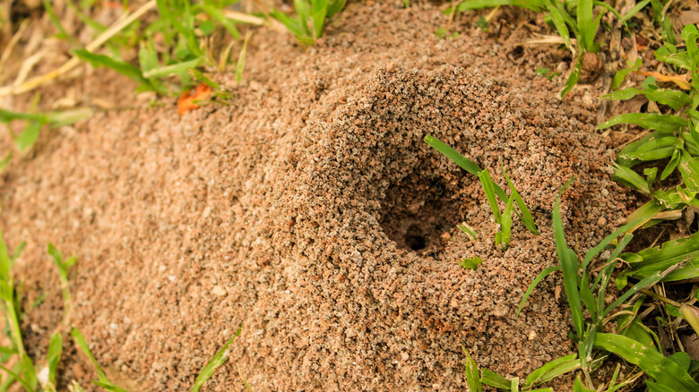 Ant hill in grassy backyard
