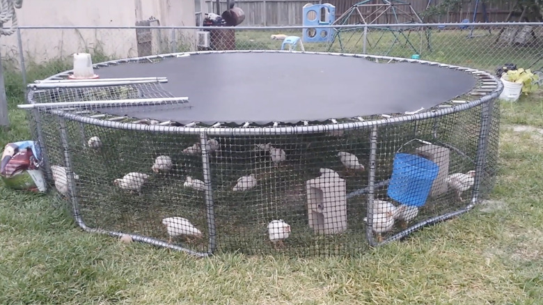 A trampoline repurposed as a chicken coop
