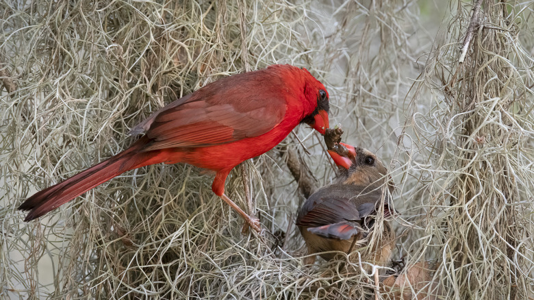 cardinals in a nest