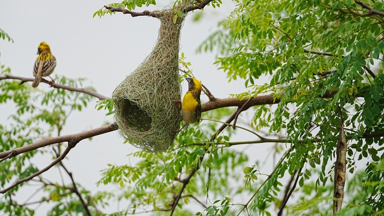 birds building a nest
