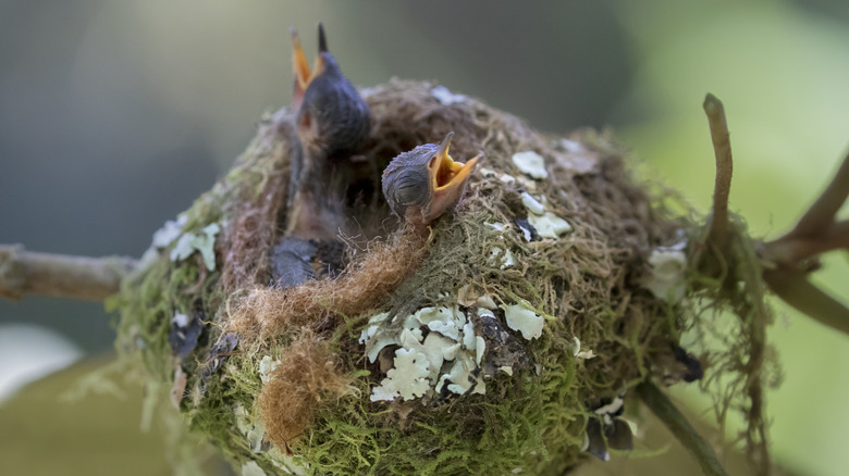 newly hatched hummingbirds in a nest