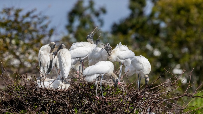 endangered wood storks nesting