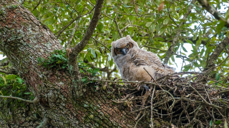 great horned owl fledling in a nest