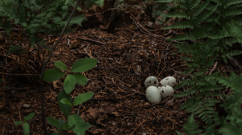 ground-level bird's nests with four eggs