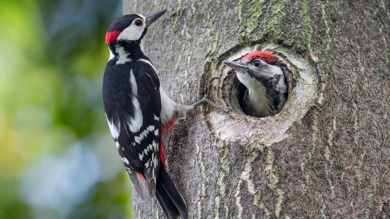 woodpeckers in a nest in a tree
