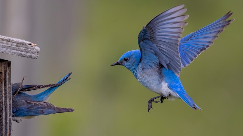 bluebirds flying into a nesting box
