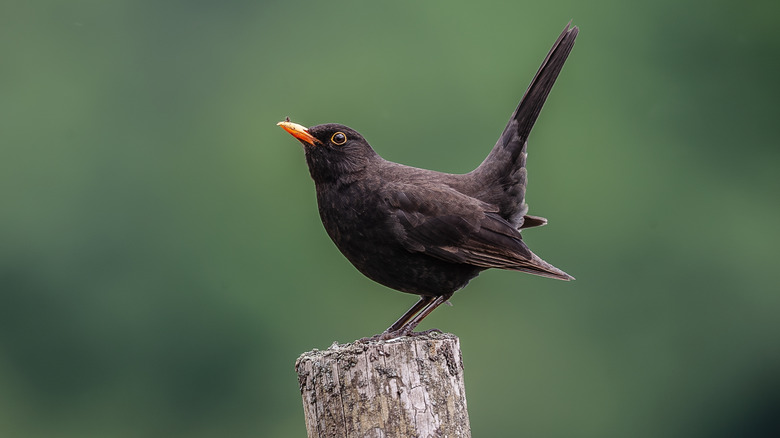 Single blackbird standing on wooden post