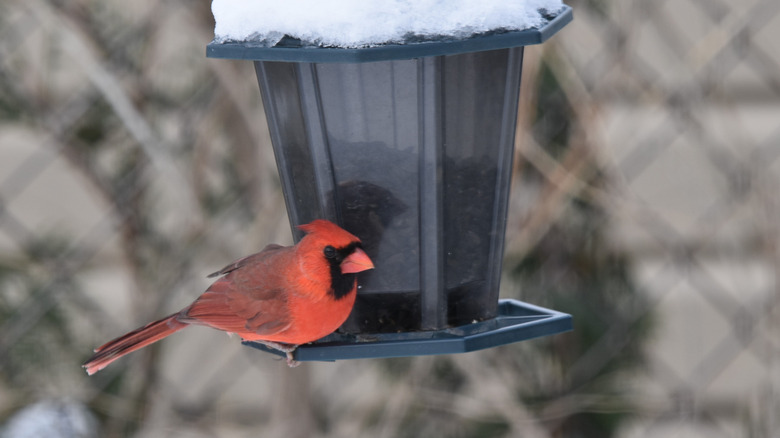 Red cardinal sitting on a black bird feeder in the winter