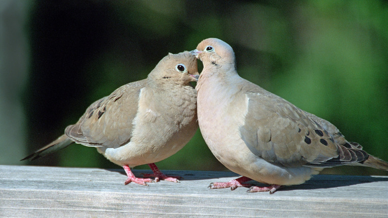 Two doves on a wooden deck