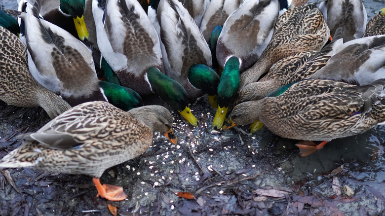 A flock of ducks eating from a pile of rolled oats on the ground
