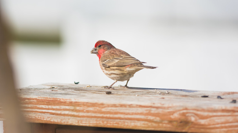 Small house finch on a wooden plank eating seed