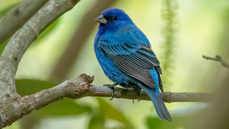 Indigo bunting sitting on a tree branch