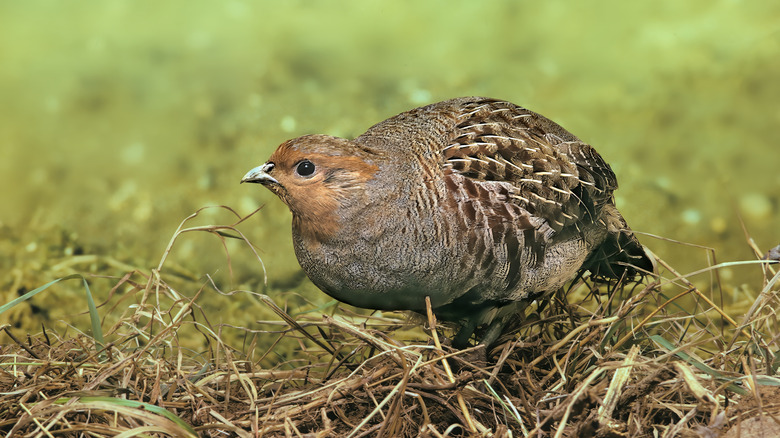 Partridge in grass