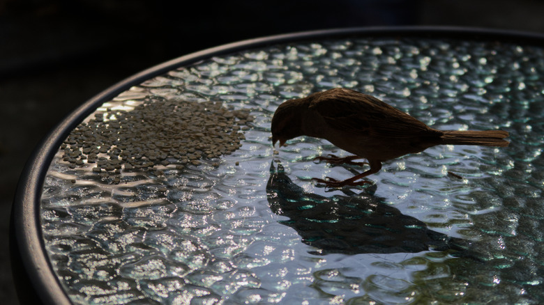 Sparrow eating pile of oats on a glass table outside