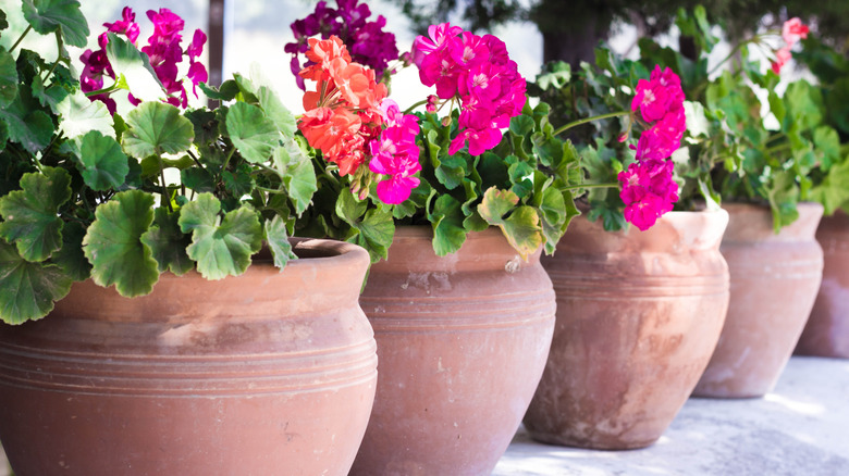 flowers grow in large terracotta planters