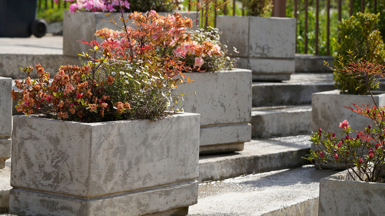 plants grow in concrete planters